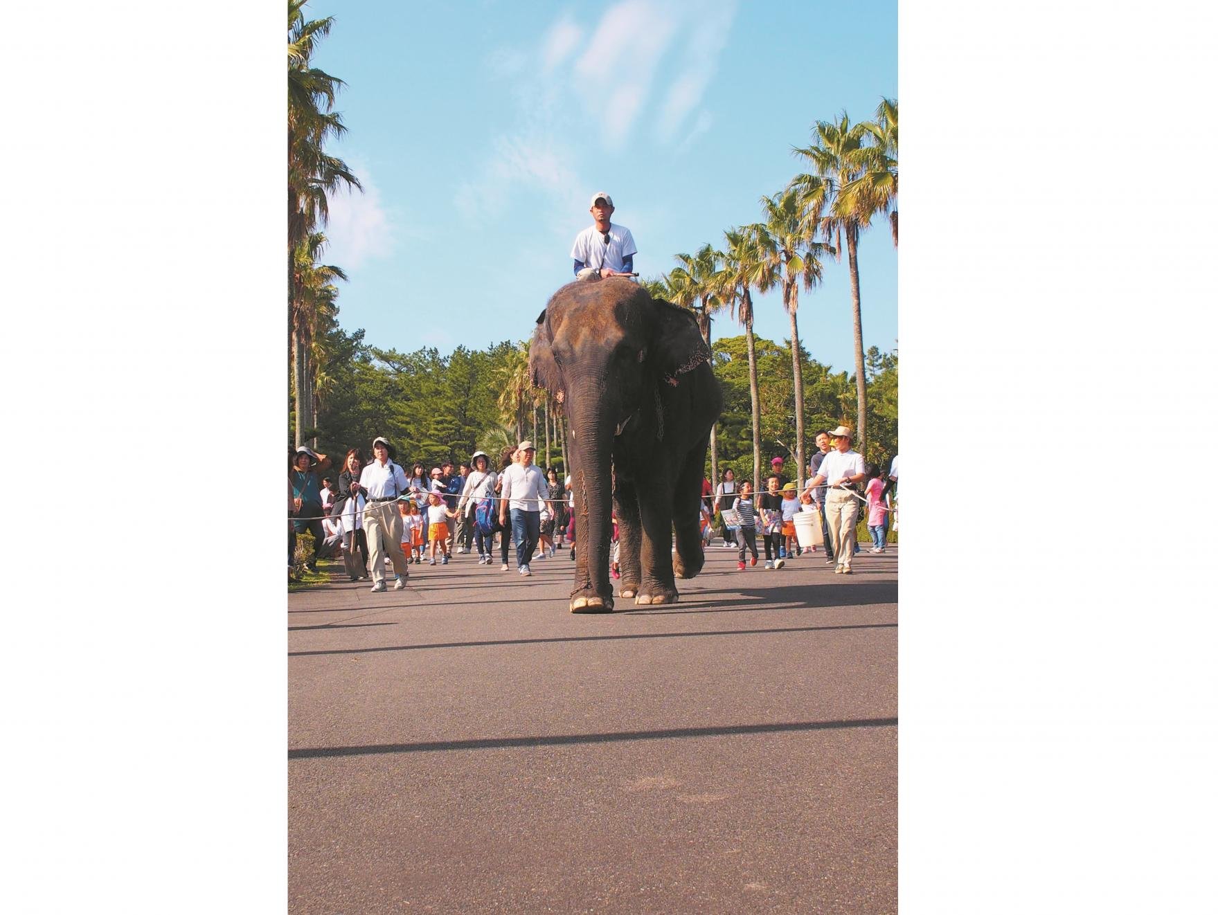 🏞️ 미야자키시 피닉스 자연동물원 (미야자키시훼닉스시젠도부츠엔) 이미지 10